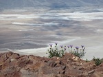 Mojave aster, Dante's View Death Valley 4-14 - Copy.JPG